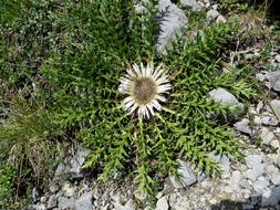 Flower Flora Mountain Thistle