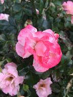 Flower Rose Pink