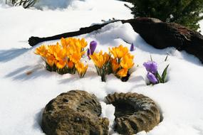 Winter Crocus Flowers