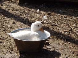 incredible small Duck