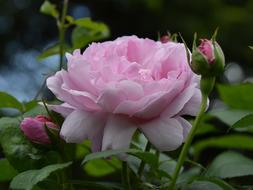 the bud of a large rose on the green foliage