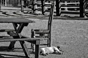 Dog Stable