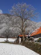 beautiful Trees Snow Winter