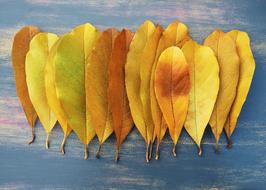 Fall Autumn Leaf