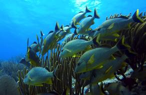 Underwater Fish World