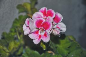 Geranium Houseplants Up