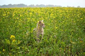 Beautiful, cute and colorful cat on the green field, with the beautiful, yellow flowers, with the bees