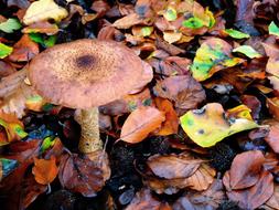 Mushroom Autumn Forest