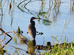 water bird standing in the lake in a park in Florida