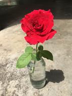 Rose Nice Red