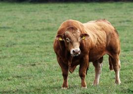 tagged farm bull on green grass