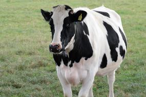 bicolor cow on green pasture close up
