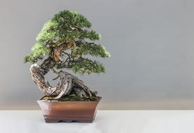 Bonsai Pine Plant