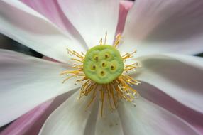 Lotus Leaf Nature