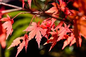 Japan Landscape Natural