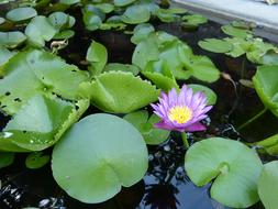 Lotus Viet Nam Flower