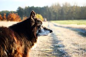 charming Border Collie