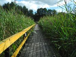 Bridge Reed Road