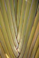 Palm Background Green drawing