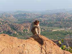 Monkey Mountain Ãffchen Animal