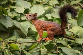 wonderful Squirrel Mammal