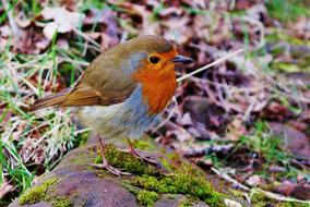 portrait of the enchanting Robin Bird