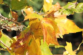 Leaves Fall Season