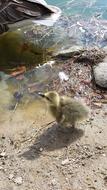 Animals Chicks Duck