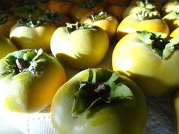 green tasty persimmons
