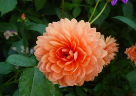 Flower Garden Botanical
