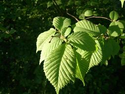 Leaves Green Hazel