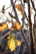 Leaves Leaf Tree