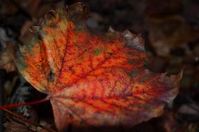 Leaf Maple Red