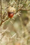 a nut on a tree branch in the forest