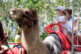 children ride a camel in the zoo