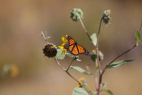 incredible Butterfly Macro Insect