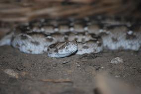 curled wild snake