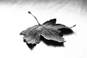 black and white, maple leaf on the table