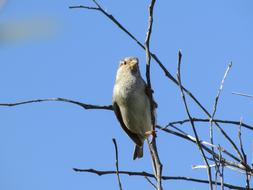 little sparrow sitting on a bare branch