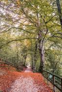 Autumn Leaves Trail