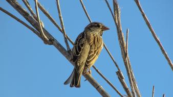 enchanting Sparrow Bird sitting on a tree branch