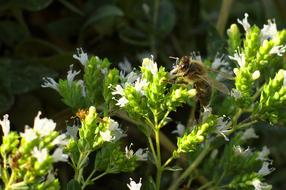 Bee Marjoram