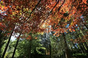 Forest Trees Nature