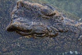 head of Crocodile in water, detail