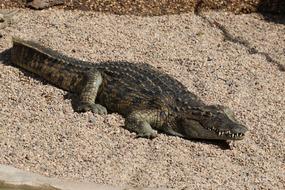 Crocodile Alligator in Zoo