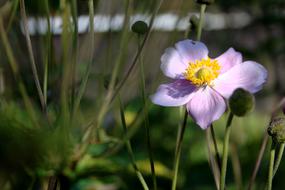 Anemone Hupehensis Blossom Bloom
