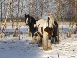 Tinker Horses Snow