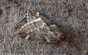 moth on the wall as a disguise