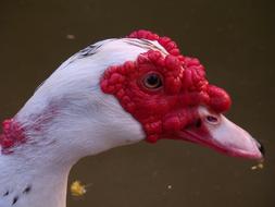 Muscovy Duck Nature Braids