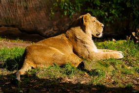 big lioness on green grass in natural environment